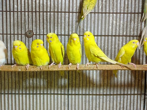 Bird market Antwerp